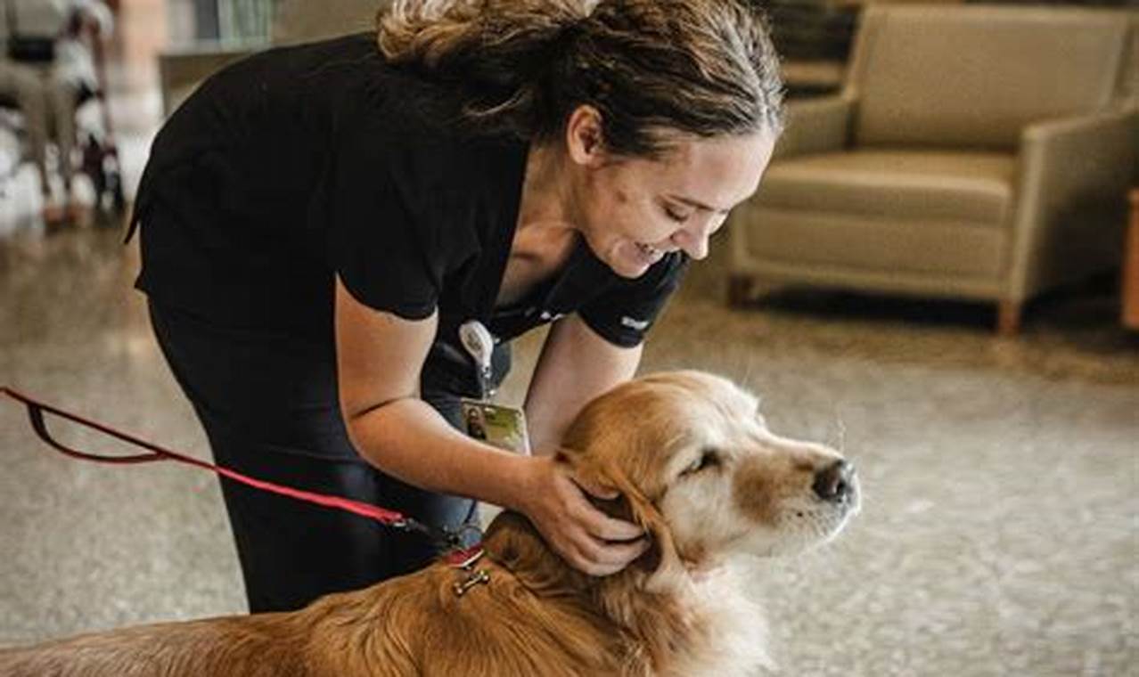 Therapy Dog Volunteer Near Me | My Caring Dog – Tips, Stories, and Care Guides for Loving Pet Owners