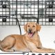 Top Dog Car Barriers: Ultimate Safety Guide | My Caring Dog – Tips, Stories, and Care Guides for Loving Pet Owners