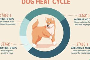 Dog Heat Care Guide: Tips & Tricks My Caring Dog – Tips, Stories, and Care Guides for Loving Pet Owners Dog Heat Care Guide: Tips & Tricks | My Caring Dog – Tips, Stories, and Care Guides for Loving Pet Owners
