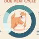 Dog Heat Care Guide: Tips & Tricks | My Caring Dog – Tips, Stories, and Care Guides for Loving Pet Owners