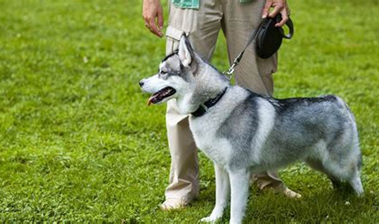 One On One Dog Trainers Near Me | My Caring Dog – Tips, Stories, and Care Guides for Loving Pet Owners