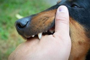 Urgent Care Dog Bite | My Caring Dog – Tips, Stories, and Care Guides for Loving Pet Owners