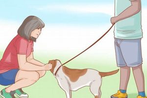 Is Dog Care Hard? A Realistic Guide | My Caring Dog – Tips, Stories, and Care Guides for Loving Pet Owners