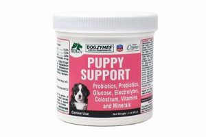 Car Dog Puppy Support: Expert Tips & Guides My Caring Dog – Tips, Stories, and Care Guides for Loving Pet Owners Car Dog Puppy Support: Expert Tips & Guides | My Caring Dog – Tips, Stories, and Care Guides for Loving Pet Owners