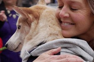Top Chicago Dog Rescue Organizations & Shelters | My Caring Dog – Tips, Stories, and Care Guides for Loving Pet Owners