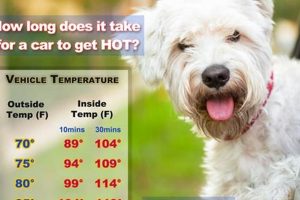 Safe Car Temps For Dogs My Caring Dog – Tips, Stories, and Care Guides for Loving Pet Owners Safe Car Temps For Dogs | My Caring Dog – Tips, Stories, and Care Guides for Loving Pet Owners