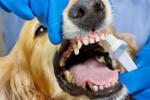 Teeth Care For Dogs | My Caring Dog – Tips, Stories, and Care Guides for Loving Pet Owners