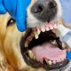 Teeth Care For Dogs | My Caring Dog – Tips, Stories, and Care Guides for Loving Pet Owners
