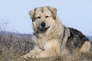 Ultimate Caucasian Dog Care Guide: Tips & Tricks My Caring Dog – Tips, Stories, and Care Guides for Loving Pet Owners Ultimate Caucasian Dog Care Guide: Tips & Tricks | My Caring Dog – Tips, Stories, and Care Guides for Loving Pet Owners