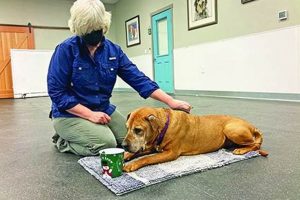 Master Cooperative Care Training for Dogs Today My Caring Dog – Tips, Stories, and Care Guides for Loving Pet Owners Master Cooperative Care Training for Dogs Today | My Caring Dog – Tips, Stories, and Care Guides for Loving Pet Owners