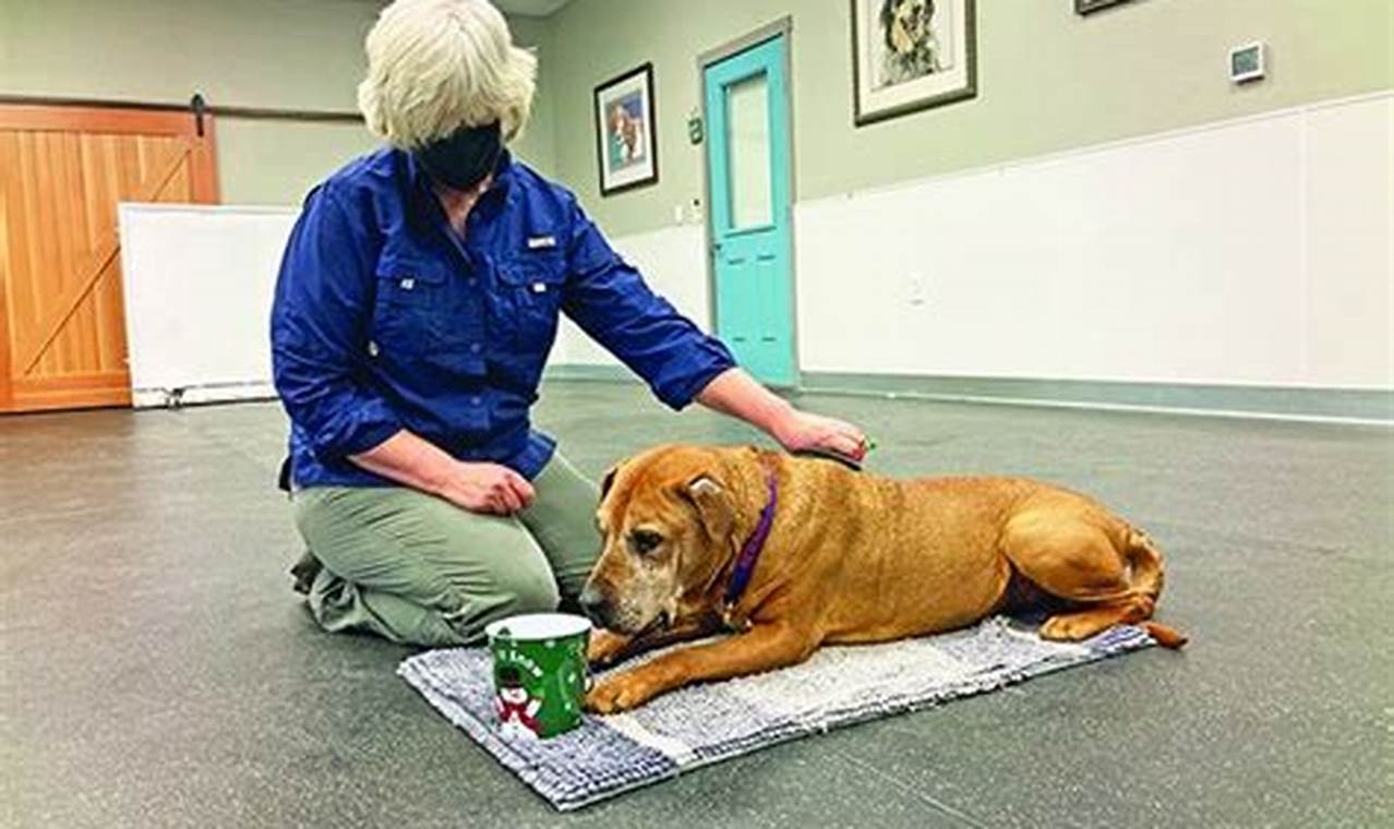 Master Cooperative Care Training for Dogs Today My Caring Dog – Tips, Stories, and Care Guides for Loving Pet Owners Master Cooperative Care Training for Dogs Today | My Caring Dog – Tips, Stories, and Care Guides for Loving Pet Owners