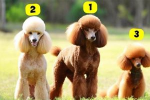 Top Dogd Accessories for Your Car Dog My Caring Dog – Tips, Stories, and Care Guides for Loving Pet Owners Top Dogd Accessories for Your Car Dog | My Caring Dog – Tips, Stories, and Care Guides for Loving Pet Owners