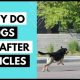 The Truth About Why Dogs Chase Cars: Explained | My Caring Dog – Tips, Stories, and Care Guides for Loving Pet Owners