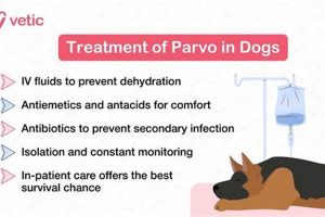 Dog Parvo Care: A Complete Guide My Caring Dog – Tips, Stories, and Care Guides for Loving Pet Owners Dog Parvo Care: A Complete Guide | My Caring Dog – Tips, Stories, and Care Guides for Loving Pet Owners