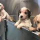Adopt St. Louis Rescue Puppies: Car-Ready Companions | My Caring Dog – Tips, Stories, and Care Guides for Loving Pet Owners