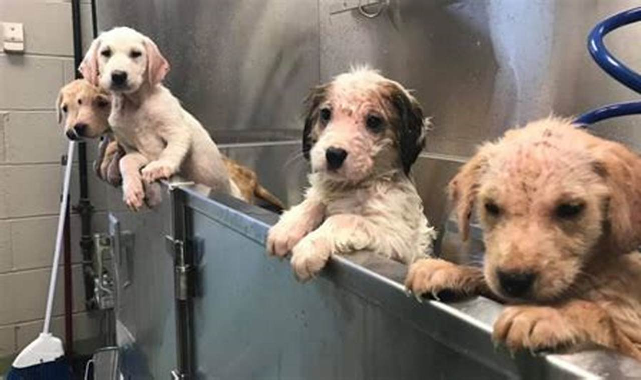 Adopt St. Louis Rescue Puppies: Car-Ready Companions My Caring Dog – Tips, Stories, and Care Guides for Loving Pet Owners Adopt St. Louis Rescue Puppies: Car-Ready Companions | My Caring Dog – Tips, Stories, and Care Guides for Loving Pet Owners