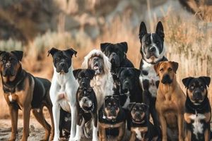 The Ultimate Guide to the Canine Group Family My Caring Dog – Tips, Stories, and Care Guides for Loving Pet Owners The Ultimate Guide to the Canine Group Family | My Caring Dog – Tips, Stories, and Care Guides for Loving Pet Owners