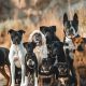 The Ultimate Guide to the Canine Group Family | My Caring Dog – Tips, Stories, and Care Guides for Loving Pet Owners