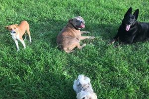 Top K9 Units Near Me: Car Dog Safety | My Caring Dog – Tips, Stories, and Care Guides for Loving Pet Owners