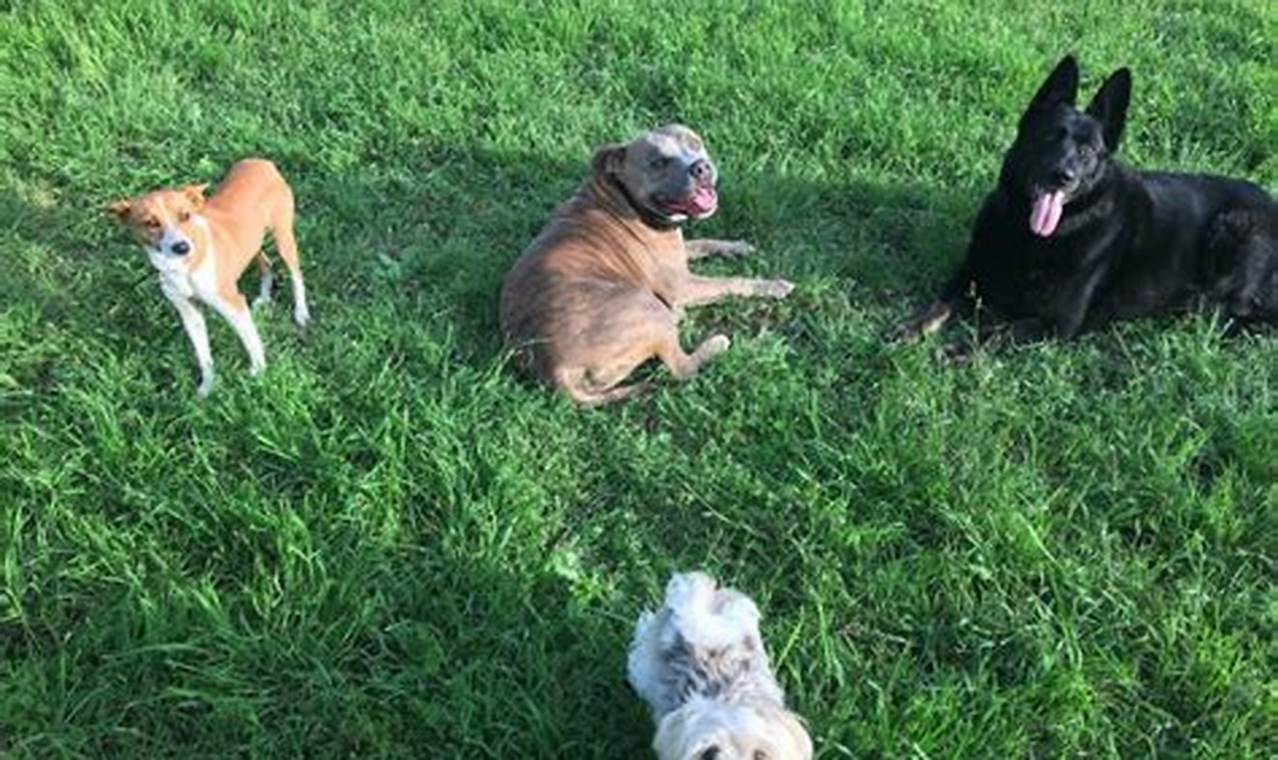 Top K9 Units Near Me: Car Dog Safety My Caring Dog – Tips, Stories, and Care Guides for Loving Pet Owners Top K9 Units Near Me: Car Dog Safety | My Caring Dog – Tips, Stories, and Care Guides for Loving Pet Owners