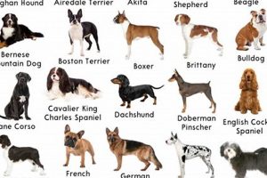 Dogs For U My Caring Dog – Tips, Stories, and Care Guides for Loving Pet Owners Dogs For U | My Caring Dog – Tips, Stories, and Care Guides for Loving Pet Owners