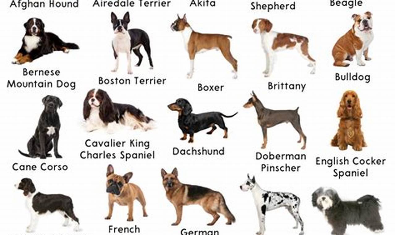 Dogs For U My Caring Dog – Tips, Stories, and Care Guides for Loving Pet Owners Dogs For U | My Caring Dog – Tips, Stories, and Care Guides for Loving Pet Owners