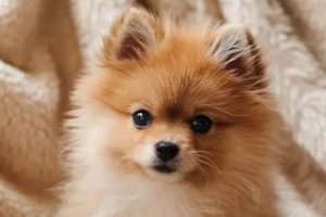 Complete Puppy Care Guide for Dog Owners My Caring Dog – Tips, Stories, and Care Guides for Loving Pet Owners Complete Puppy Care Guide for Dog Owners | My Caring Dog – Tips, Stories, and Care Guides for Loving Pet Owners