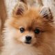 Complete Puppy Care Guide for Dog Owners | My Caring Dog – Tips, Stories, and Care Guides for Loving Pet Owners