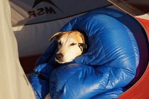 The Ultimate Guide to Car Camping With Your Dog My Caring Dog – Tips, Stories, and Care Guides for Loving Pet Owners The Ultimate Guide to Car Camping With Your Dog | My Caring Dog – Tips, Stories, and Care Guides for Loving Pet Owners