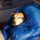 The Ultimate Guide to Car Camping With Your Dog | My Caring Dog – Tips, Stories, and Care Guides for Loving Pet Owners
