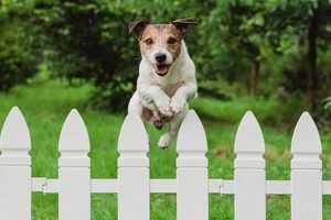 Dog Keep My Caring Dog – Tips, Stories, and Care Guides for Loving Pet Owners Dog Keep | My Caring Dog – Tips, Stories, and Care Guides for Loving Pet Owners