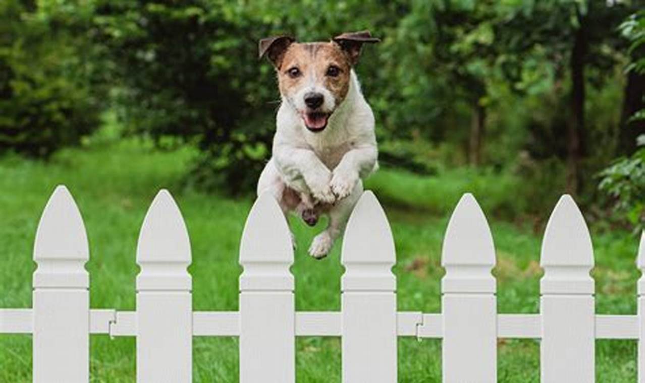 Dog Keep My Caring Dog – Tips, Stories, and Care Guides for Loving Pet Owners Dog Keep | My Caring Dog – Tips, Stories, and Care Guides for Loving Pet Owners