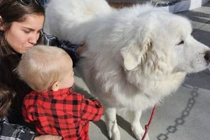 I Am Not Able To Take Care Of My Dog My Caring Dog – Tips, Stories, and Care Guides for Loving Pet Owners I Am Not Able To Take Care Of My Dog | My Caring Dog – Tips, Stories, and Care Guides for Loving Pet Owners