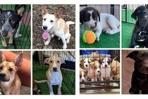 Best Pet Rescue in St. Louis, MO | Adopt Today My Caring Dog – Tips, Stories, and Care Guides for Loving Pet Owners Best Pet Rescue in St. Louis, MO | Adopt Today | My Caring Dog – Tips, Stories, and Care Guides for Loving Pet Owners