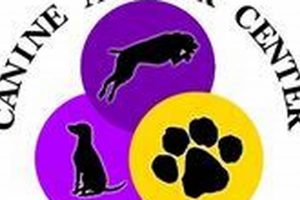 The Ultimate Canine Affair: Car Dog Edition My Caring Dog – Tips, Stories, and Care Guides for Loving Pet Owners The Ultimate Canine Affair: Car Dog Edition | My Caring Dog – Tips, Stories, and Care Guides for Loving Pet Owners