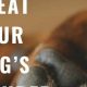 How To Care For Dog Paw Pad Injury | My Caring Dog – Tips, Stories, and Care Guides for Loving Pet Owners