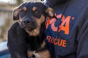 Adopt ASPCA Puppies: Find Your Furry Friend My Caring Dog – Tips, Stories, and Care Guides for Loving Pet Owners Adopt ASPCA Puppies: Find Your Furry Friend | My Caring Dog – Tips, Stories, and Care Guides for Loving Pet Owners