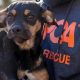Adopt ASPCA Puppies: Find Your Furry Friend | My Caring Dog – Tips, Stories, and Care Guides for Loving Pet Owners