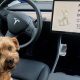 Best Cars with Dog Mode: Cool Rides for Hot Dogs | My Caring Dog – Tips, Stories, and Care Guides for Loving Pet Owners