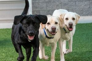 Find Car-Friendly Canine Companions Near You Now! | My Caring Dog – Tips, Stories, and Care Guides for Loving Pet Owners