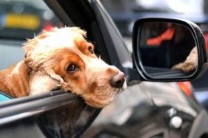 Dogs Trained To Drive Cars | My Caring Dog – Tips, Stories, and Care Guides for Loving Pet Owners