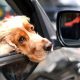 Dogs Trained To Drive Cars | My Caring Dog – Tips, Stories, and Care Guides for Loving Pet Owners
