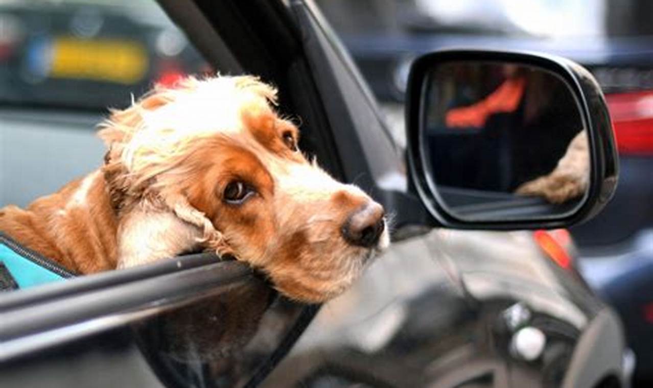 Dogs Trained To Drive Cars My Caring Dog – Tips, Stories, and Care Guides for Loving Pet Owners Dogs Trained To Drive Cars | My Caring Dog – Tips, Stories, and Care Guides for Loving Pet Owners