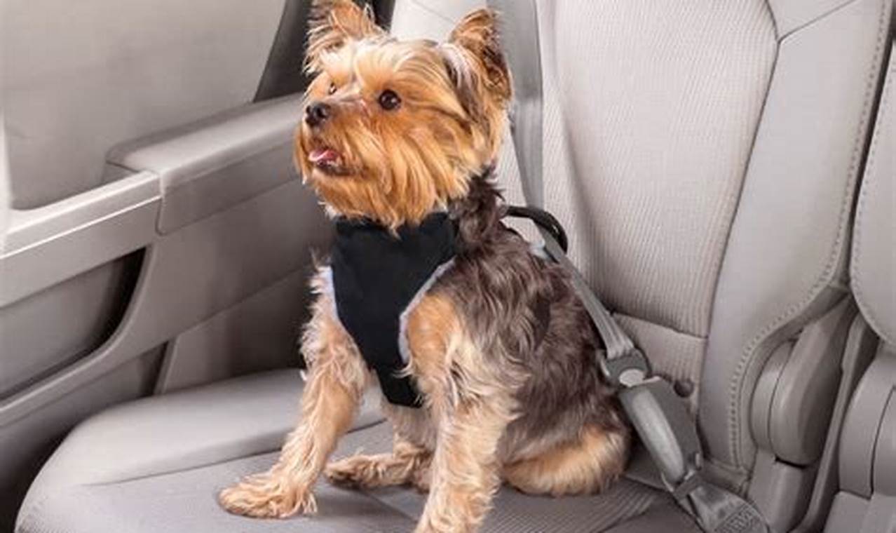 Best Car Safety Harnesses for Small Dogs: A Guide | My Caring Dog – Tips, Stories, and Care Guides for Loving Pet Owners