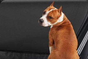 Best Car Door Guard Dog Protectors & Shields My Caring Dog – Tips, Stories, and Care Guides for Loving Pet Owners Best Car Door Guard Dog Protectors & Shields | My Caring Dog – Tips, Stories, and Care Guides for Loving Pet Owners