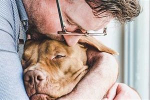 Compassionate Dog End of Life Care & Support | My Caring Dog – Tips, Stories, and Care Guides for Loving Pet Owners
