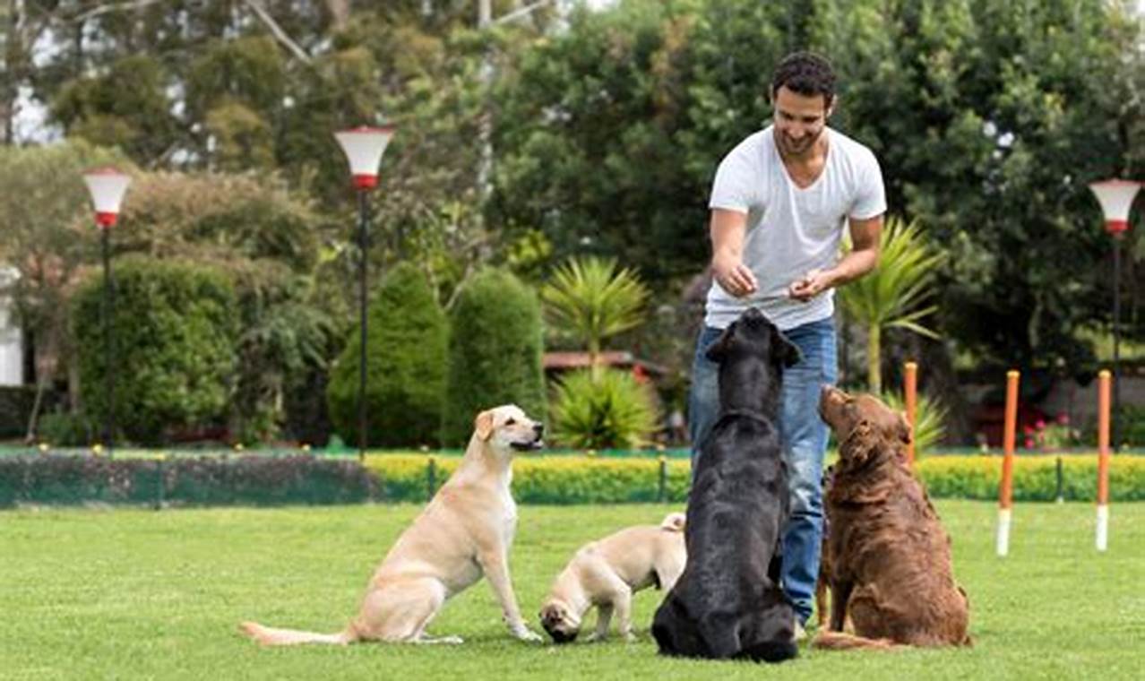 Low Income Dog Training Near Me My Caring Dog – Tips, Stories, and Care Guides for Loving Pet Owners Low Income Dog Training Near Me | My Caring Dog – Tips, Stories, and Care Guides for Loving Pet Owners