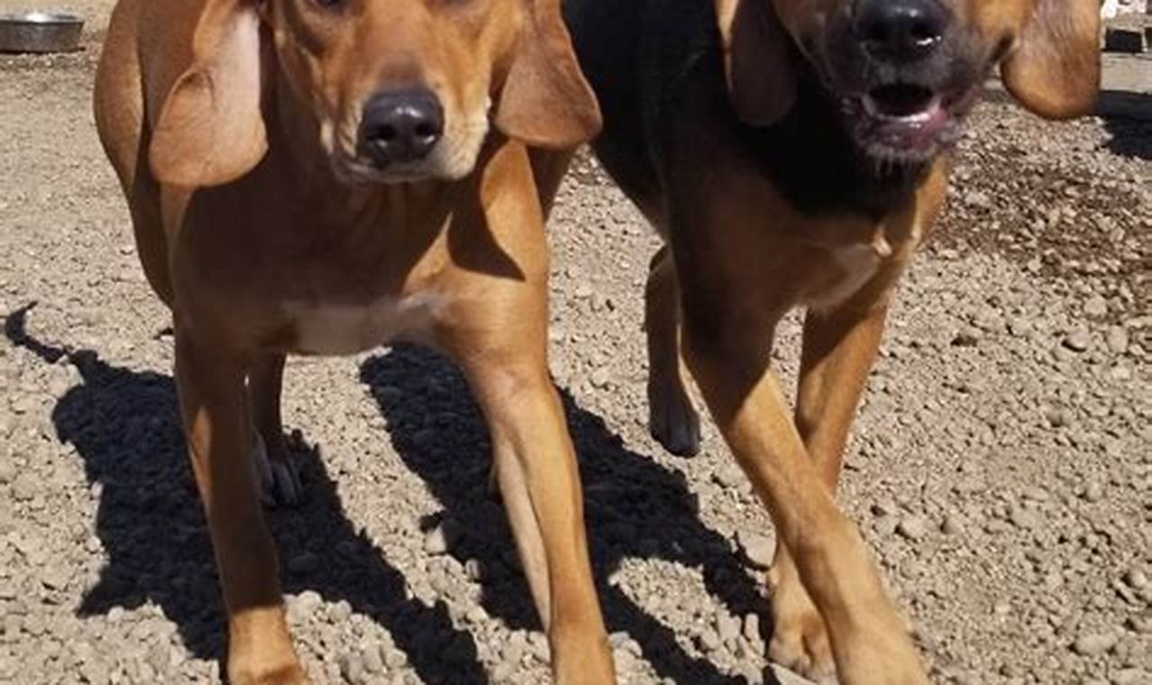 Best Animal Shelters & Adoption Centers in Northbrook My Caring Dog – Tips, Stories, and Care Guides for Loving Pet Owners Best Animal Shelters & Adoption Centers in Northbrook | My Caring Dog – Tips, Stories, and Care Guides for Loving Pet Owners