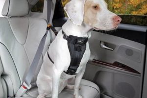 Best Kurgo Dog Harness for Car Travel Safety | My Caring Dog – Tips, Stories, and Care Guides for Loving Pet Owners