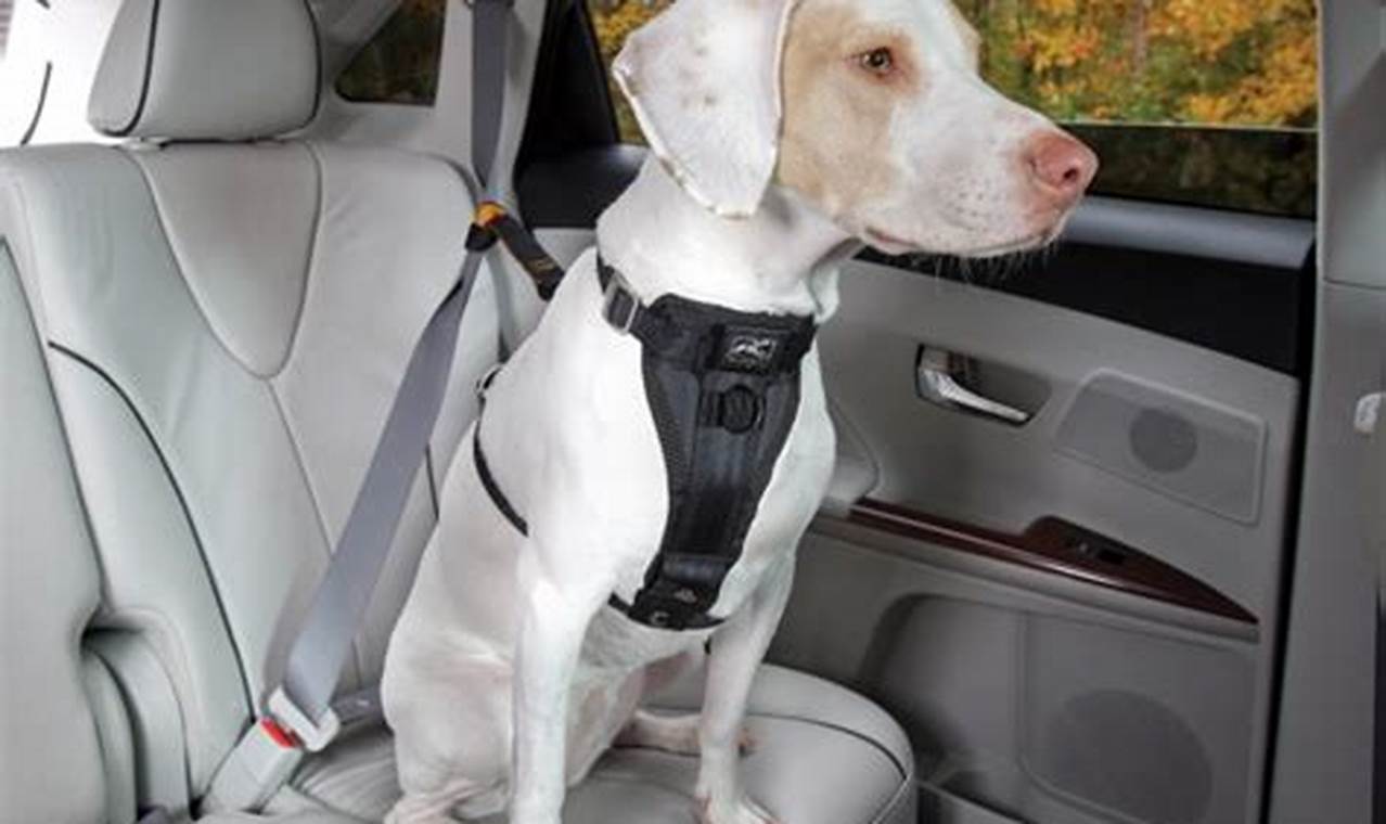 Best Kurgo Dog Harness for Car Travel Safety My Caring Dog – Tips, Stories, and Care Guides for Loving Pet Owners Best Kurgo Dog Harness for Car Travel Safety | My Caring Dog – Tips, Stories, and Care Guides for Loving Pet Owners